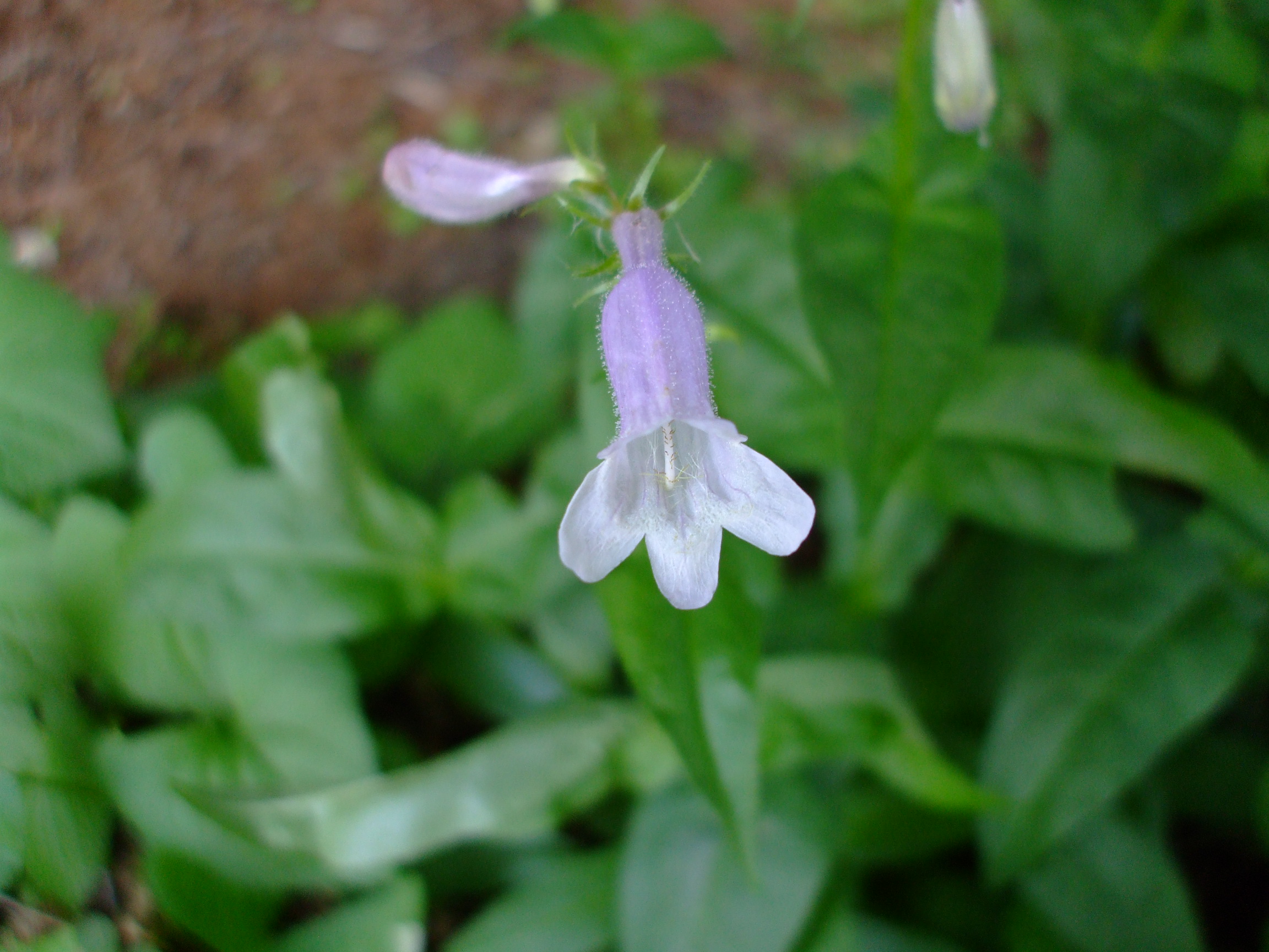 Penstemon calycosus